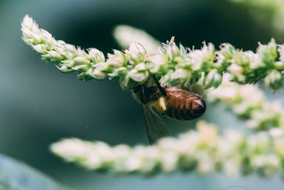 Close-up of insect on flower