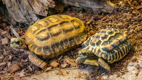 Close-up of turtle