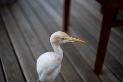 High angle view of a bird