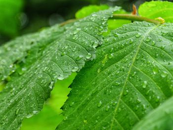 Close-up of wet leaves on rainy day