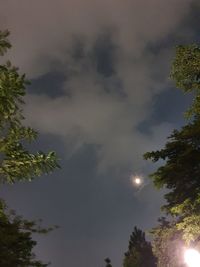 Low angle view of trees against sky at night