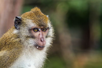 Close-up portrait of a monkey