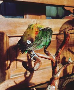 Close-up of parrot perching on tree