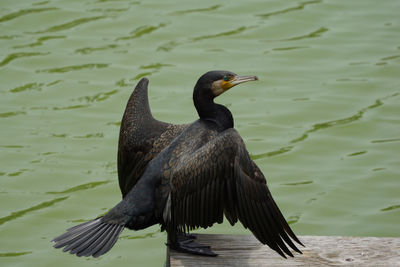 Cormorant 