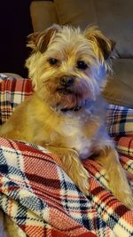 Portrait of dog relaxing on bed at home