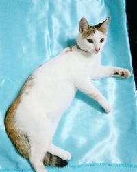 High angle portrait of cat sitting against blue wall