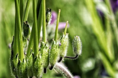 Close-up of insect on plant