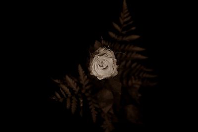 Close-up of wilted rose at night