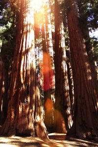 Sun shining through trees in forest