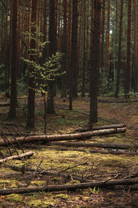 Pine trees in forest