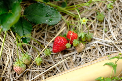 High angle view of strawberry growing on field