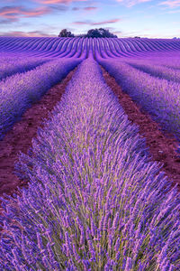 Purple flower on field