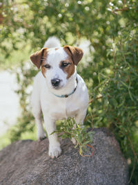 Close-up portrait of a dog