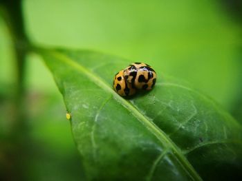 Close-up of ladybug on leaf