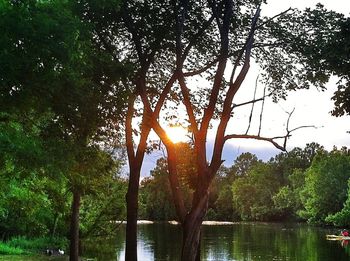 Reflection of trees in lake