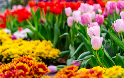 Close-up of pink tulips