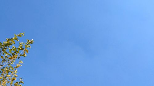Low angle view of flowering plants against clear blue sky