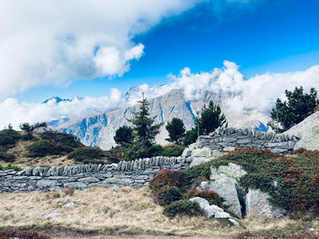 Panoramic shot of trees on land against sky