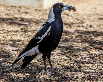 Close-up of australian magpie on field