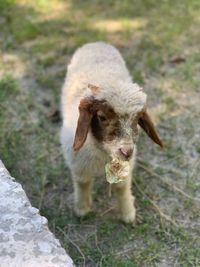 Portrait of lamb on field