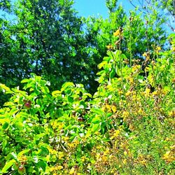 Plants growing on tree