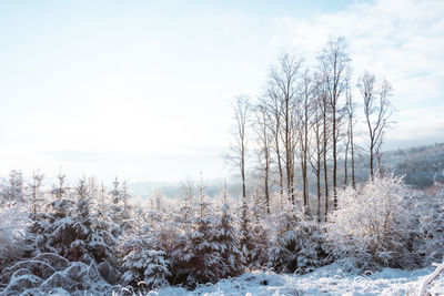 Bare trees on snow covered field against sky