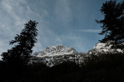 Low angle view of pine trees against sky