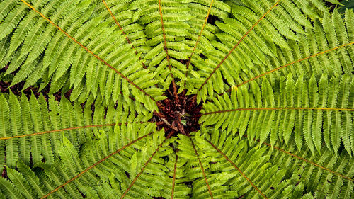 Full frame shot of fern