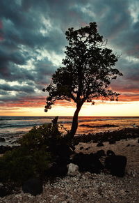 Tree by sea against sky during sunset