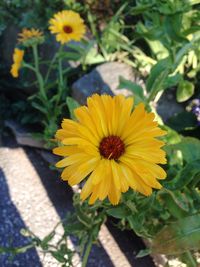 Close-up of yellow flower