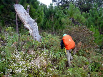 Rear view of person standing on field in forest