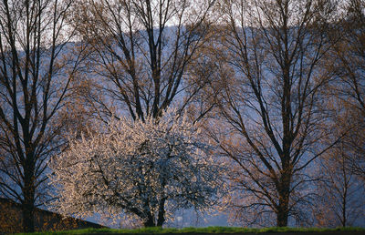 Bare trees against sky during autumn