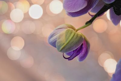 Close-up of purple flowering plant