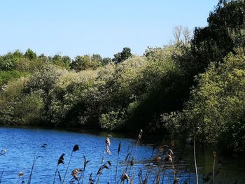 Scenic view of lake against clear blue sky