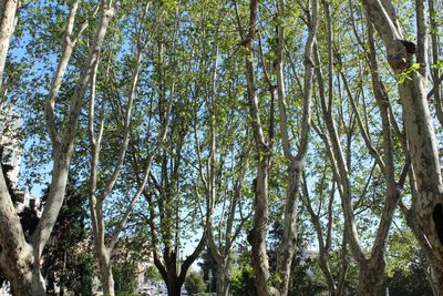 Low angle view of trees in forest