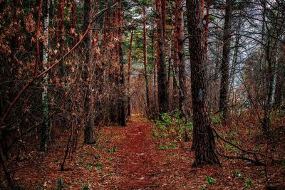 Trees in forest during autumn