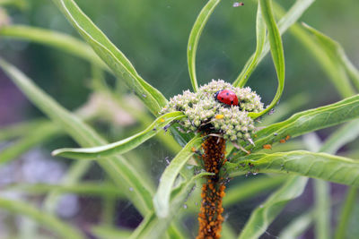 Close-up of spider on plant