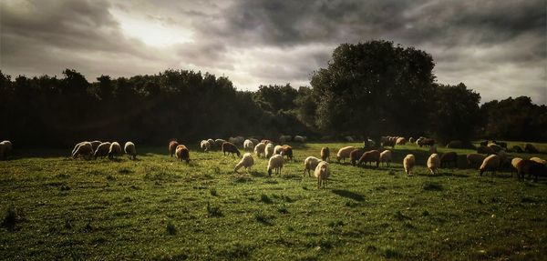 Horses in a field