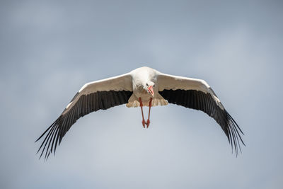 Low angle view of bird flying against clear sky