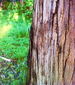 Close-up of tree trunk in forest