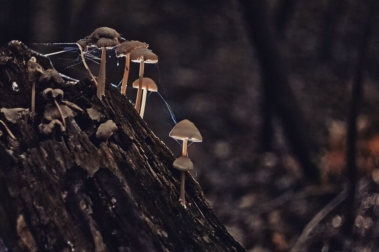 CLOSE-UP OF MUSHROOM IN FOREST