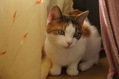 Close-up portrait of a cat