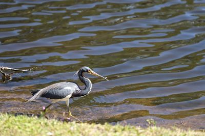 Grey heron at waters edge with small fish in beak