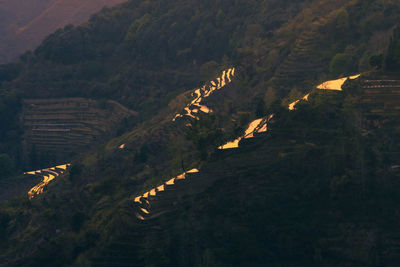 High angle view of trees on landscape
