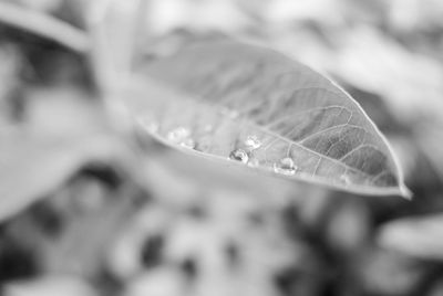 Close-up of insect on leaf