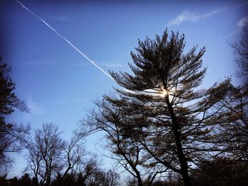 Low angle view of trees against blue sky