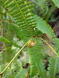 Close-up of caterpillar on tree