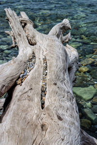 High angle view of driftwood in lake