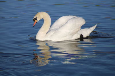 Swan swimming in lake