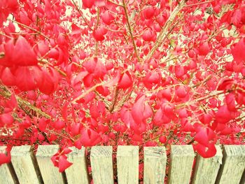 Close-up of red berries on tree